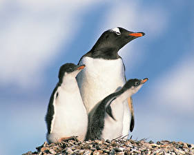 Fondos de escritorio Pingüinos un animal
