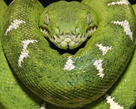 Fotos Schlangen ein Tier