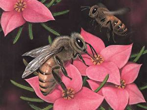 Fotos Insekten Bienen Tiere