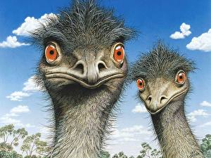 Images Bird Ostrich