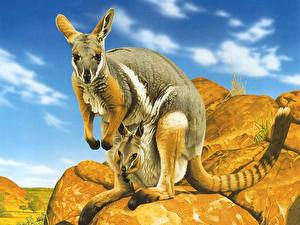Desktop hintergrundbilder Kängurus Tiere