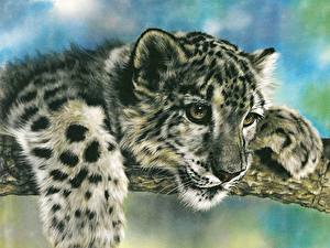Bakgrundsbilder på skrivbordet Pantherinae Målade Ung Irbis Djur