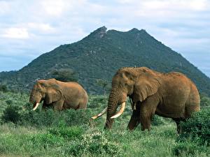 Image Elephants Animals