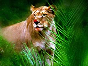 Bureaubladachtergronden Pantherinae Leeuwen Getekende Dieren