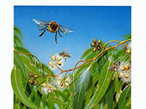 Fotos Insekten Bienen