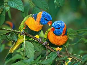 Fotos Vogel Papageien