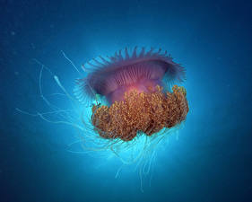 Hintergrundbilder Unterwasserwelt Qualle