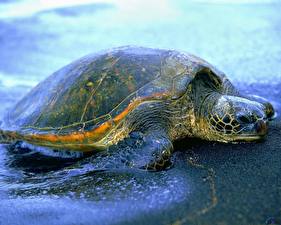 Hintergrundbilder Schildkröten Tiere