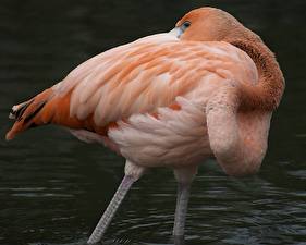 Photo Birds Flamingo Animals