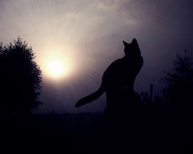Hintergrundbilder Katzen Silhouette Tiere