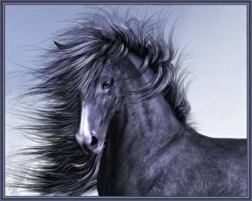 Photo Horses Colored background animal