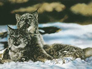 Photo Big cats Lynxes Painting Art animal