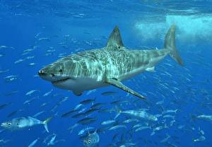 Bureaubladachtergronden Onderwaterwereld Haai een dier