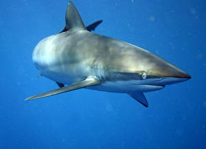 Bakgrundsbilder på skrivbordet Undervattensvärlden En haj Djur