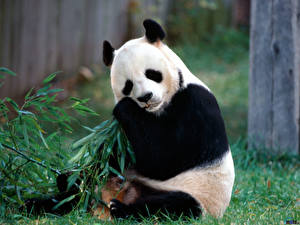 Fotos Ein Bär Pandas ein Tier