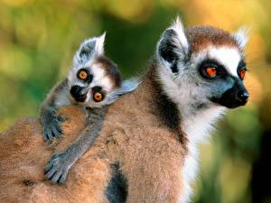 Tapety na pulpit Lemury Zwierzęta