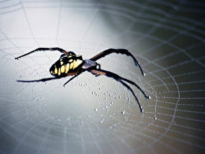Bakgrundsbilder på skrivbordet Insekter Spindel