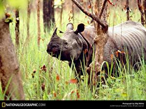 Papel de Parede Desktop Rinocerontes um animal