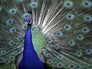 Wallpapers Birds Peacock
