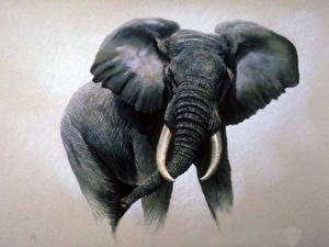 Images Elephant Animals