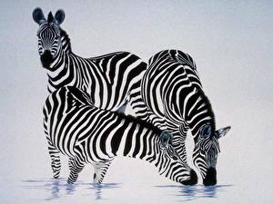 Bureaubladachtergronden Zebra's Gekleurde achtergrond een dier