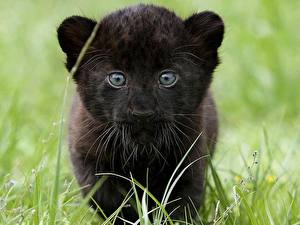 Tapety na pulpit Wielkie koty Czarna pantera Młode zwierzęta