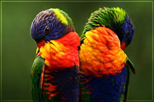 Papel de Parede Desktop Pássaro Papagaios animalia