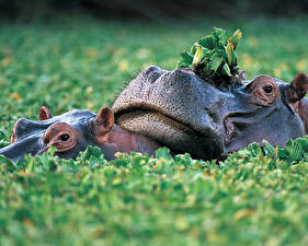 Photo Hippos