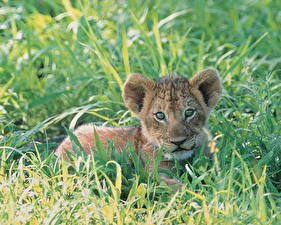 Bakgrundsbilder på skrivbordet Pantherinae Lejon Ung Djur