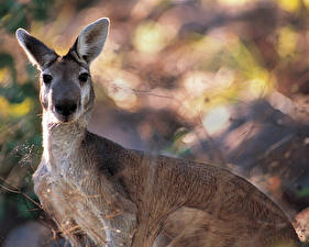 Bureaubladachtergronden Kangoeroes een dier