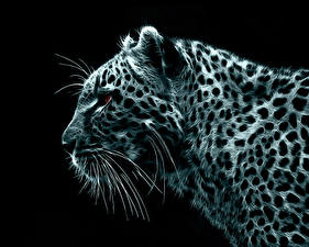 Bilder Große Katze Leopard Schwarzer Hintergrund ein Tier 3D-Grafik