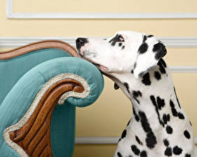 Bureaubladachtergronden Hond Dalmatiër