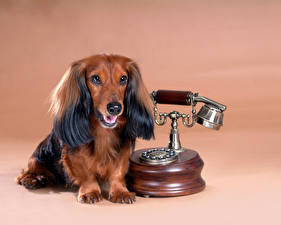 Bakgrundsbilder på skrivbordet Hundar Tax hund Djur