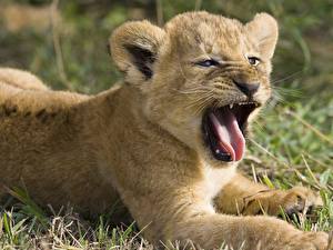 Tapety na pulpit Wielkie koty Lew afrykański Młoda Językiem Zwierzęta