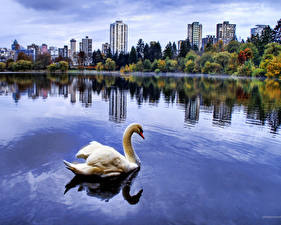 Image Birds Swan