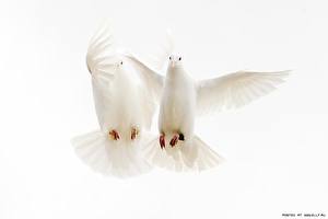 Fonds d'écran Oiseaux Colombe Fond blanc Animaux