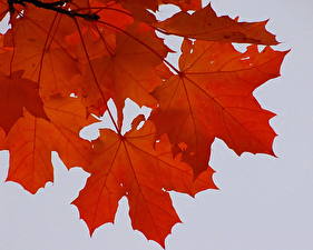Photo Closeup Seasons Autumn Foliage Maple Nature