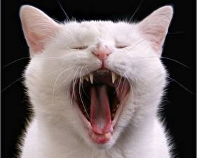 Hintergrundbilder Katze Schwarzer Hintergrund Zunge Gähnt Tiere