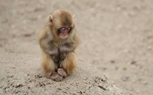 Papel de Parede Desktop Macaco Animalia