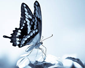 Fonds d'écran Insectes Papillons Arrière-plan coloré un animal