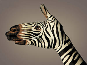 Bakgrundsbilder på skrivbordet Zebra Originella Hand