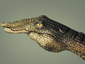 Bakgrunnsbilder Krokodille Kreativ Hender