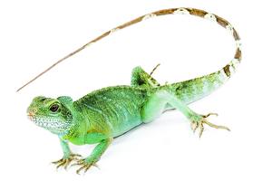 Picture Reptiles White background animal