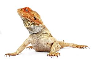Pictures Reptiles White background Animals