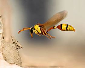 Bureaubladachtergronden Insecten Bijen Dieren