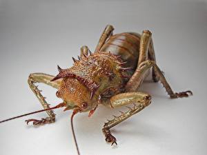 Bakgrundsbilder på skrivbordet Insekter Skalbaggar Färgad bakgrund