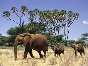 Wallpaper Elephant Animals