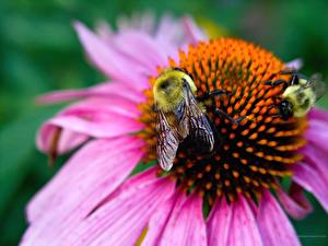 Fotos Insekten Bienen ein Tier