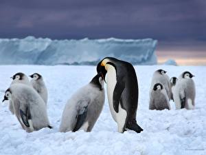 Bureaubladachtergronden Pinguïns Dieren