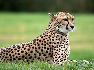 Bilder Große Katze Gepard ein Tier